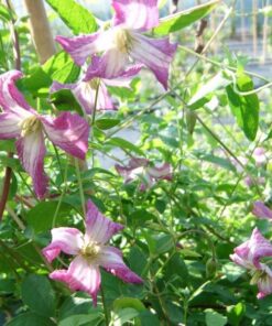 Clematis MINUET (viticella) poj, 4L - obrazek 2