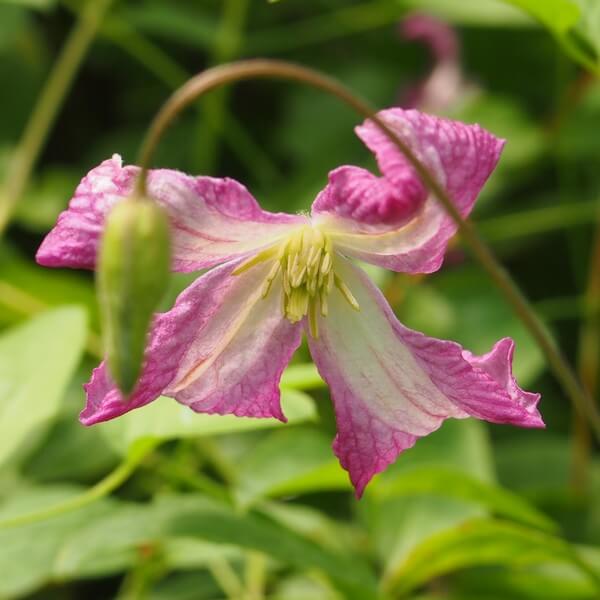 Clematis MINUET (viticella) poj. 2L