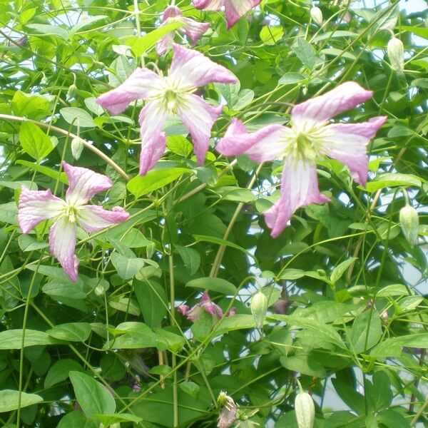Clematis MINUET (viticella) poj. 2L - obrazek 3