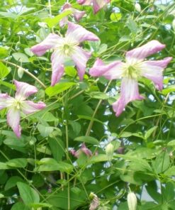 Clematis MINUET (viticella) P9/C1 - obrazek 3