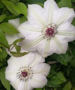 Clematis Miss Bateman P9/C1 - obrazek 6