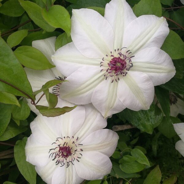 Clematis Miss Bateman P9/C1 - obrazek 6