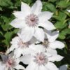 Clematis Miss Bateman poj, 4L