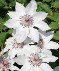 Clematis Miss Bateman poj, 4L
