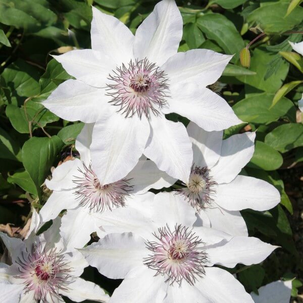 Clematis Miss Bateman P9/C1 - obrazek 4