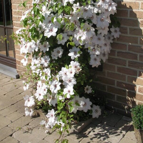 Clematis Miss Bateman P9/C1 - obrazek 3
