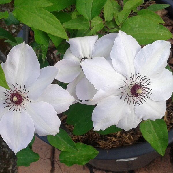 Clematis Miss Bateman poj, 4L - obrazek 5
