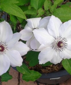 Clematis Miss Bateman P9/C1 - obrazek 5