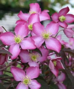 Clematis Montana Freda (botaniczny) GÓRSKI poj. 2L