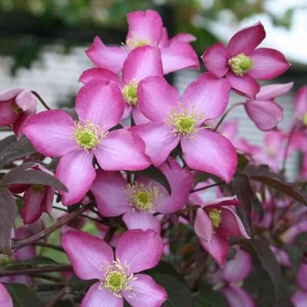 Clematis Montana Freda (botaniczny) GÓRSKI poj. 2L