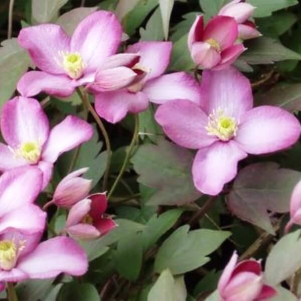 Clematis Montana Freda (botaniczny) GÓRSKI poj. 2L - obrazek 2