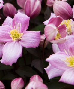 Clematis Montana Freda (botaniczny) GÓRSKI P9/C1 - obrazek 3