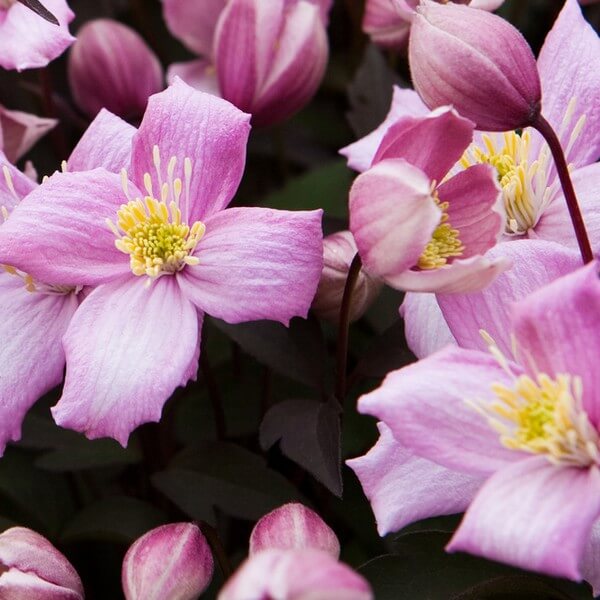 Clematis Montana Freda (botaniczny) GÓRSKI poj. 2L - obrazek 3