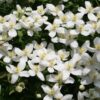 Clematis Montana Grandiflora (górski) P9/C1