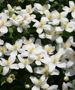 Clematis Montana Grandiflora (górski) poj. 4L
