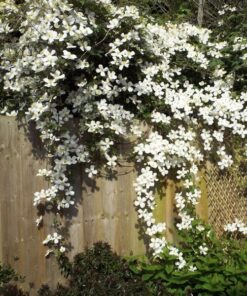 Clematis Montana Grandiflora (górski) P9/C1 - obrazek 3
