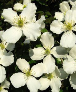 Clematis Montana Grandiflora (górski) poj. 4L - obrazek 2