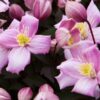 Clematis Montana Rubens (botaniczny) GÓRSKI poj.2l