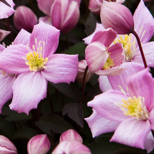 Clematis Montana Rubens (botaniczny) GÓRSKI poj.2l