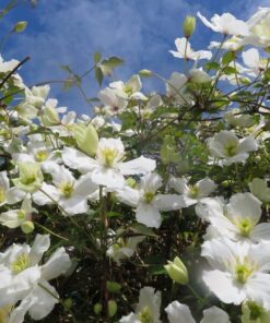 Clematis górski Montana 'Wilsonii' poj. 2L - obrazek 4