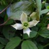 Clematis górski Montana 'Wilsonii' poj. 2L