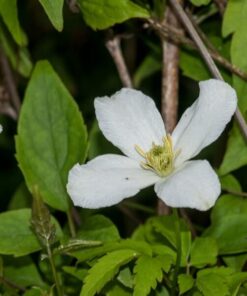 Clematis górski Montana 'Wilsonii' poj. 2L - obrazek 3