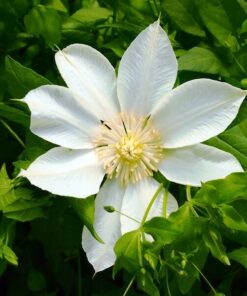 Clematis Moonlight (syn. Yellow Queen) P9/C1 - obrazek 4
