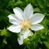 Clematis Moonlight (syn, Yellow Queen) poj,4l