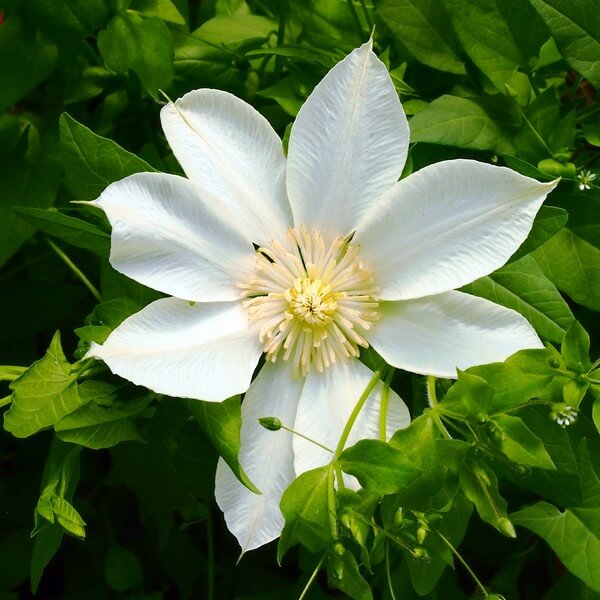 Clematis Moonlight (syn, Yellow Queen) poj,4l