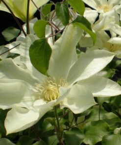 Clematis Moonlight (syn. Yellow Queen) P9/C1 - obrazek 3