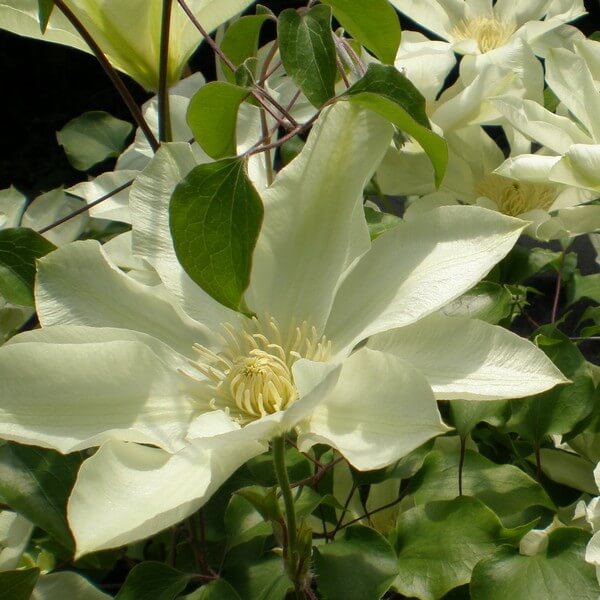 Clematis Moonlight (syn, Yellow Queen) poj,4l - obrazek 4