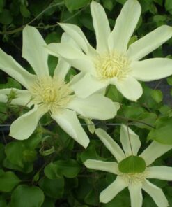 Alternative view of Clematis Moonlight (syn. Yellow Queen) P9/C1