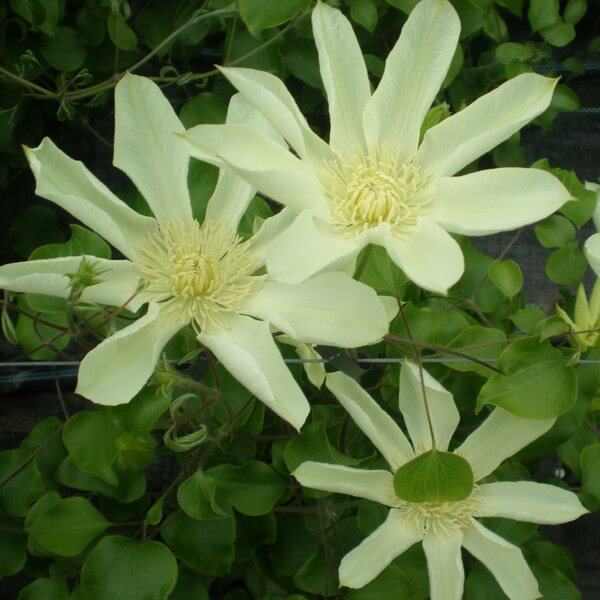 Clematis Moonlight (syn, Yellow Queen) poj,4l - obrazek 2