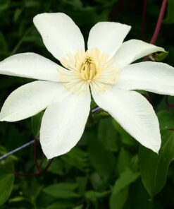 Clematis Moonlight (syn. Yellow Queen) P9/C1