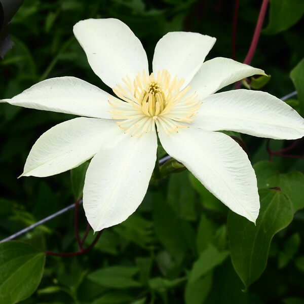 Clematis Moonlight (syn, Yellow Queen) poj,4l - obrazek 3