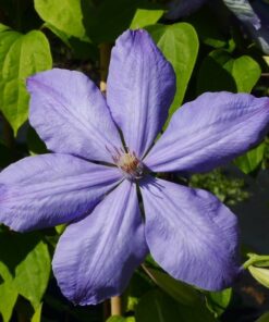 Clematis Mrs Cholmondeley (wielkokwiatowy) poj, 2L