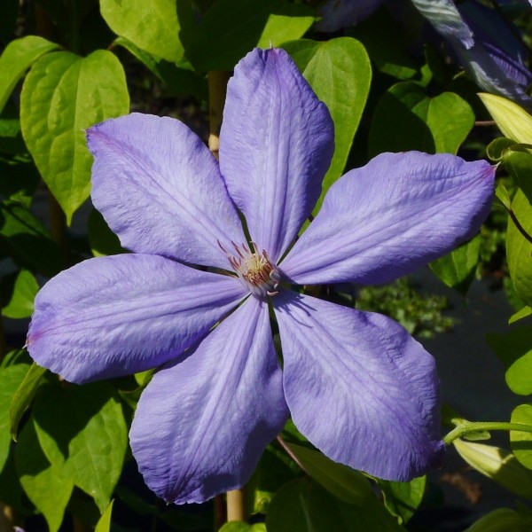 Clematis Mrs Cholmondeley (wielkokwiatowy) poj, 2L
