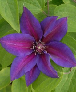 Clematis Mrs N,Thompson (wielkokwiatowy) poj,4l - obrazek 4