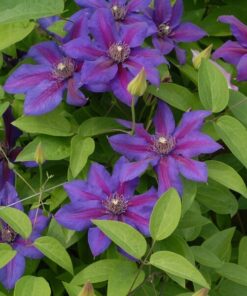 Alternative view of Clematis Mrs N.Thompson (wielkokwiatowy) P9/C1