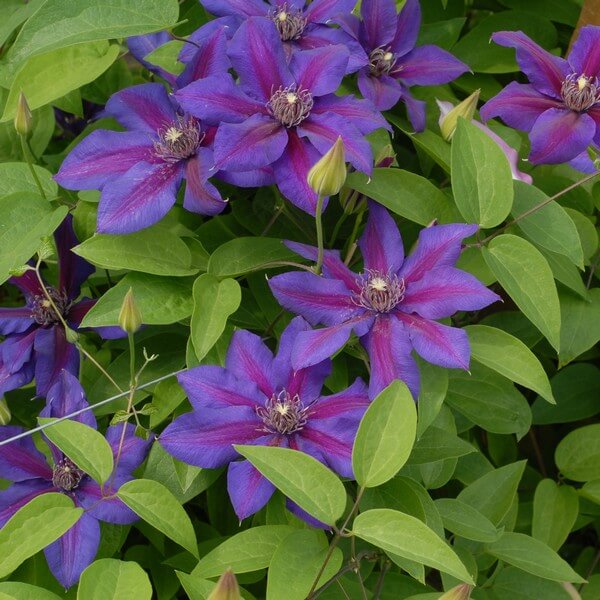 Clematis Mrs N.Thompson (wielkokwiatowy) P9/C1 - obrazek 2