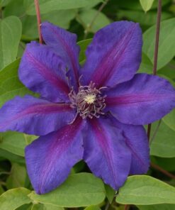 Clematis Mrs N.Thompson (wielkokwiatowy) P9/C1 - obrazek 3