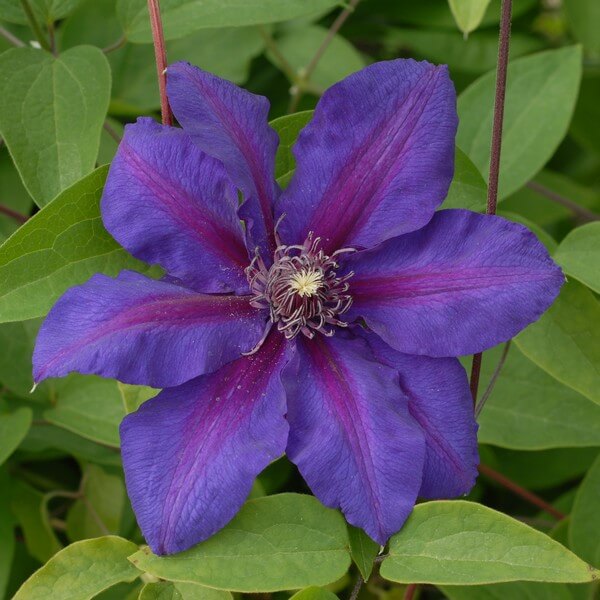 Clematis Mrs N.Thompson (wielkokwiatowy) P9/C1 - obrazek 3