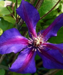 Clematis Mrs N.Thompson (wielkokwiatowy) P9/C1 - obrazek 4