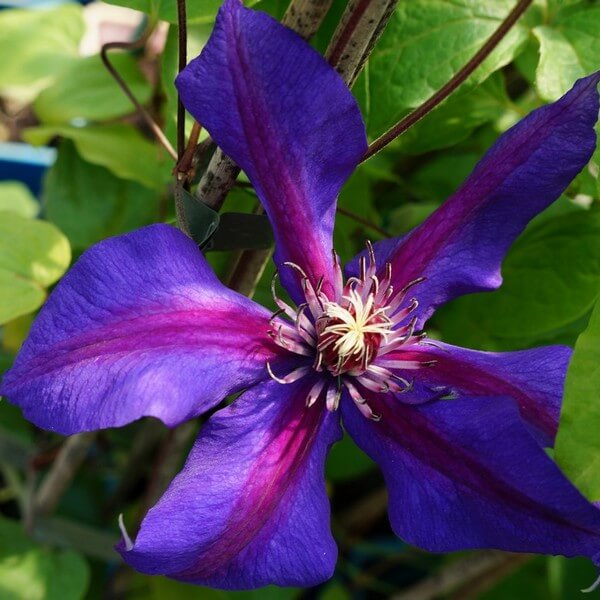 Clematis Mrs N.Thompson (wielkokwiatowy) P9/C1 - obrazek 4