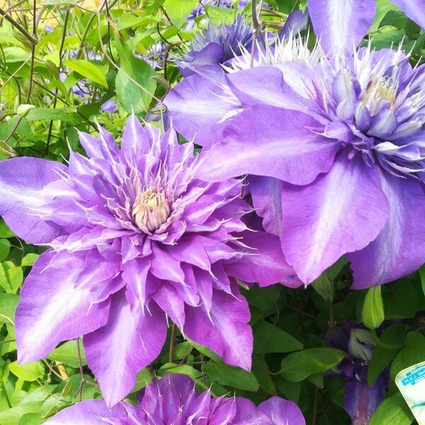 Clematis Multi Blue (wielkokwiatowy) PEŁNY poj. 4l - obrazek 2