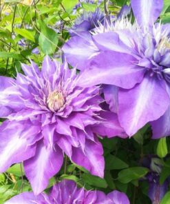 Alternative view of Clematis Multi Blue (wielkokwiatowy) PEŁNY P9/C1