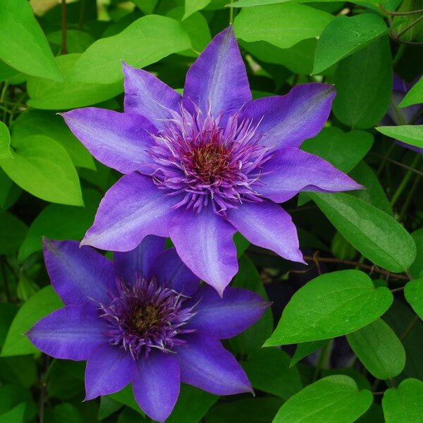 Clematis Multi Blue (wielkokwiatowy) PEŁNY poj. 2l - obrazek 3