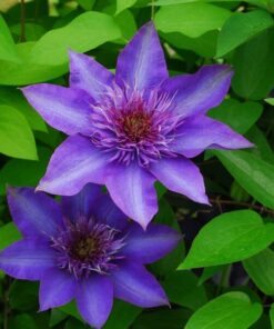 Clematis Multi Blue (wielkokwiatowy) PEŁNY P9/C1 - obrazek 3