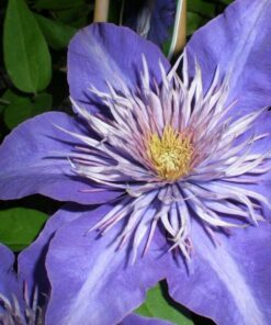 Clematis Multi Blue (wielkokwiatowy) PEŁNY poj. 4l - obrazek 4