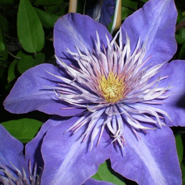 Clematis Multi Blue (wielkokwiatowy) PEŁNY poj. 2l